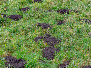 Wiese mit vielen Wühlmaus Haufen