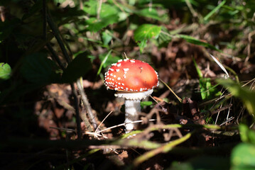 Amanita muscaria. Red fly agaric. A mushroom used medicinally. Poisonous mushroom. 
