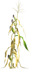 Side view of dried maize plant - corn
