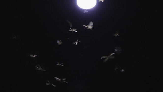 moth flying in the neon light

