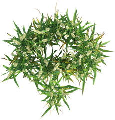 Top view of Wheat plants - Triticum