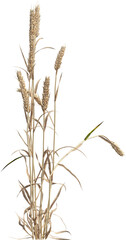 Fototapeta premium Side view of dried Wheat plant - Triticum