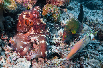 Octopus hunting for food above coral reef 