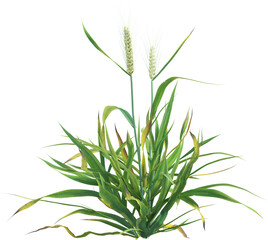 Fototapeta premium Side view of young Wheat plant - Triticum