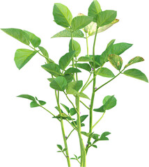Side view of young soybean plant - Glycine