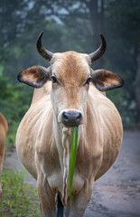 cow in the field