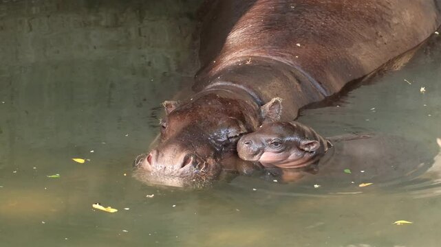 Cute baby and mother Pygmy Hippo in zoo. 