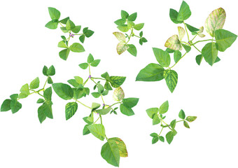 Obraz premium Top view of young soybean plants - Glycine