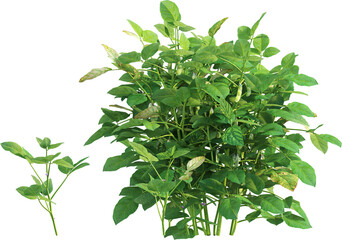 Side view of soybean plants - Glycine