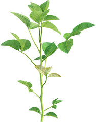 Side view of soybean plant - Glycine