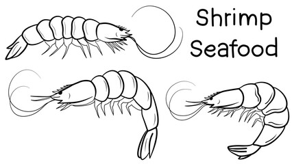 Set of linear sketches of shrimp. Set of doodle shrimp seafood. Vector shrimp hand drawn sketch .
