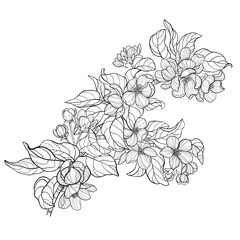 Vector apple tree branch in bloom, black and white illustration, floral composition