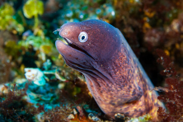 White-eyed Moray Eel (Gymnothorax thyrsoideus) on a tropical coral reef in Bali, Indonesia