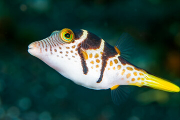 Sharpnosed Puffer (canthigaster valentine) on a coral reef in Bali, Indonesia © whitcomberd