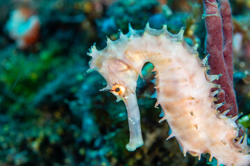 Close-up of a Thorny Seahorse (Hippocampus histrix) on a tropical coral reef