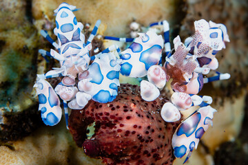 A pair of colourful Harlequin Shrimp (Hymenocera picta) on a sponge on a tropical coral reef in Asia