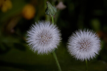 Dandelions during summer macro
