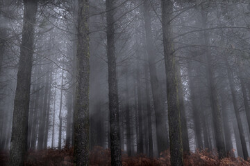 Foggy woods at dusk