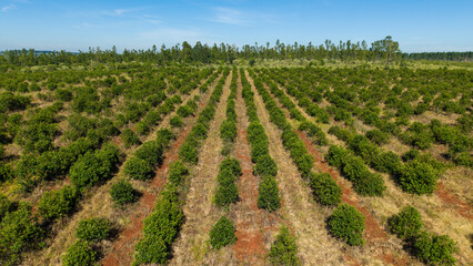 Yerba mate plantation on a sunny day in Argentina.