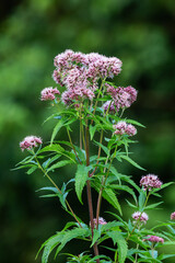 Fototapeta premium A large flowering Hemp-agrimony in a wet habitat on a summer evening in Estonia, Northern Europe