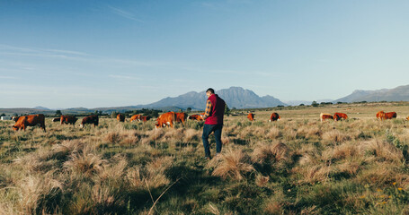 Agriculture, farmer and tablet with cows in field for asset tracking, resource management and inventory. Countryside, man and livestock with space for dairy production, agro business or data analysis