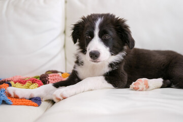 Border Collie puppy resting on white leather sofa with colorful blanket.