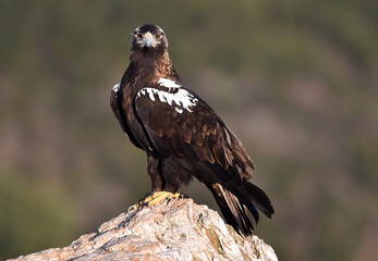 una majestuosa aguila imperial en españa