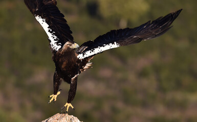una majestuosa aguila imperial en españa