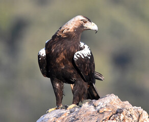 una majestuosa aguila imperial en españa
