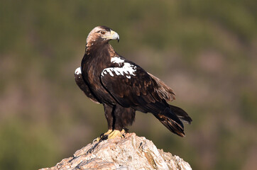 una poderosa aguila imperial en españa