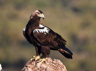 una poderosa aguila imperial en españa