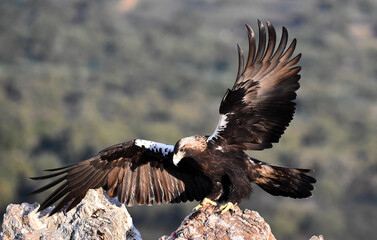 una majestuosa aguila imperial en españa