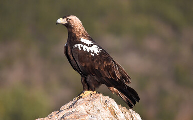 una poderosa aguila imperial en españa