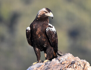 una majestuosa aguila imperial en españa