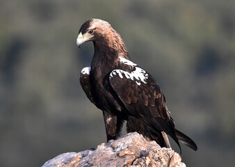una majestuosa aguila imperial en españa
