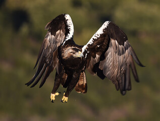 una poderosa aguila imperial en españa