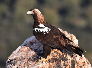una majestuosa aguila imperial en españa