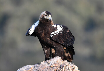 Fototapeta premium una poderosa aguila imperial en españa