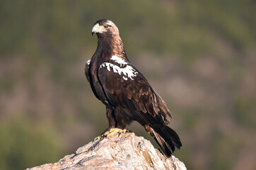 una poderosa aguila imperial en españa