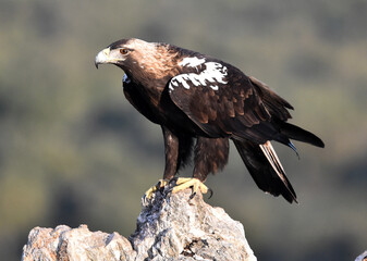 una majestuosa aguila imperial en españa