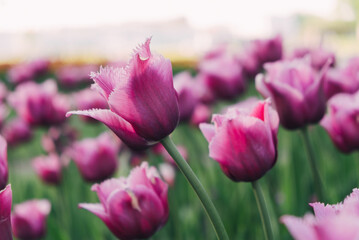 Pink tulips in a serene garden setting capturing spring beauty