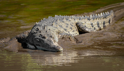 A crocodile in Costa Rica 