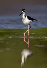 A black-necked stilt in the rainforest of Costa Rica