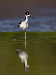 A black-necked stilt in the rainforest of Costa Rica