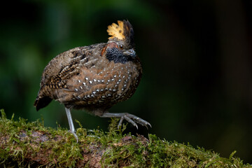 Spotted wood quail in Costa Rica 