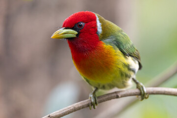 Red-headed barbet in Costa Rica

