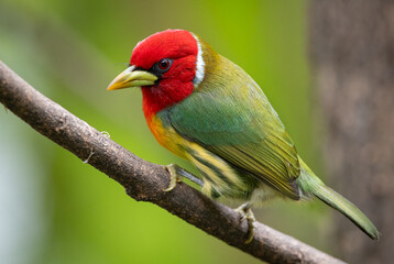 Red-headed barbet in Costa Rica
