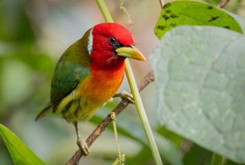 Red-headed barbet in Costa Rica
