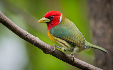 Red-headed barbet in Costa Rica
