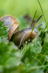 Schnecke